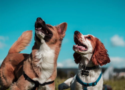The Dog Field is now open for pooches!